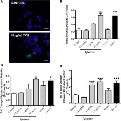 Anti-Inflammatory Benefits of Antibiotics: Tylvalosin Induces Apoptosis of Porcine Neutrophils and Macrophages, Promotes Efferocytosis, and Inhibits Pro-Inflammatory CXCL-8, IL1α, and LTB4 Production, While Inducing the Release of Pro-Resolving Lipoxin A4 and Resolvin D1